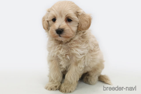 成約済の神奈川県のマルプー:マルチーズ×トイプードル-357352の2枚目